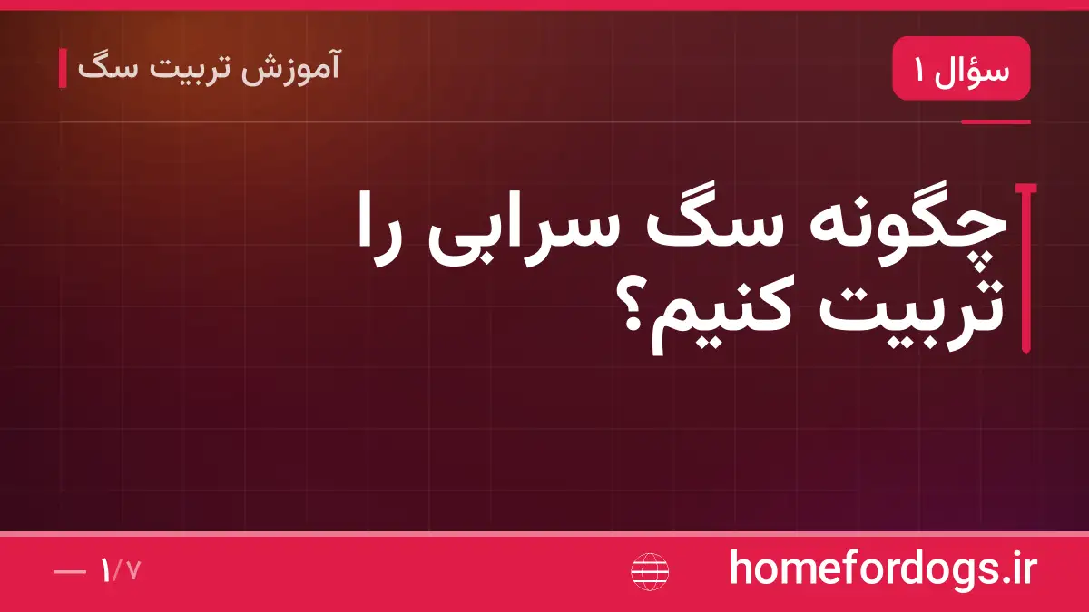 چگونه سگ سرابی را تربیت کنیم؟