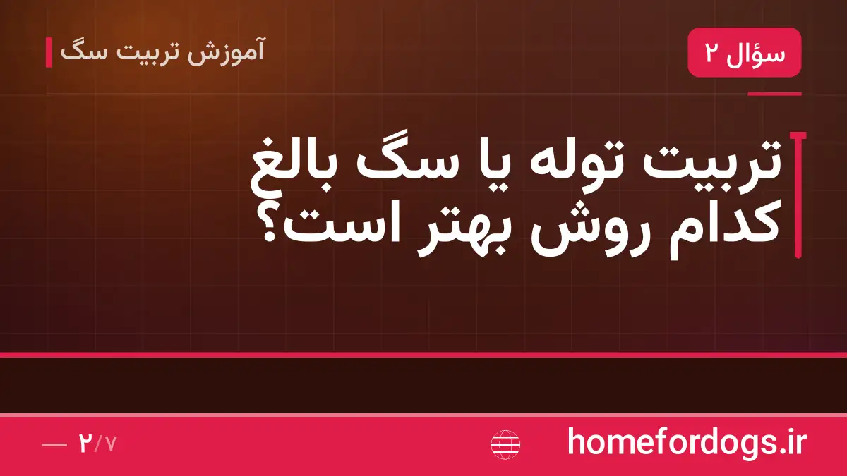 تربیت توله یا سگ بالغ کدام روش بهتر است؟