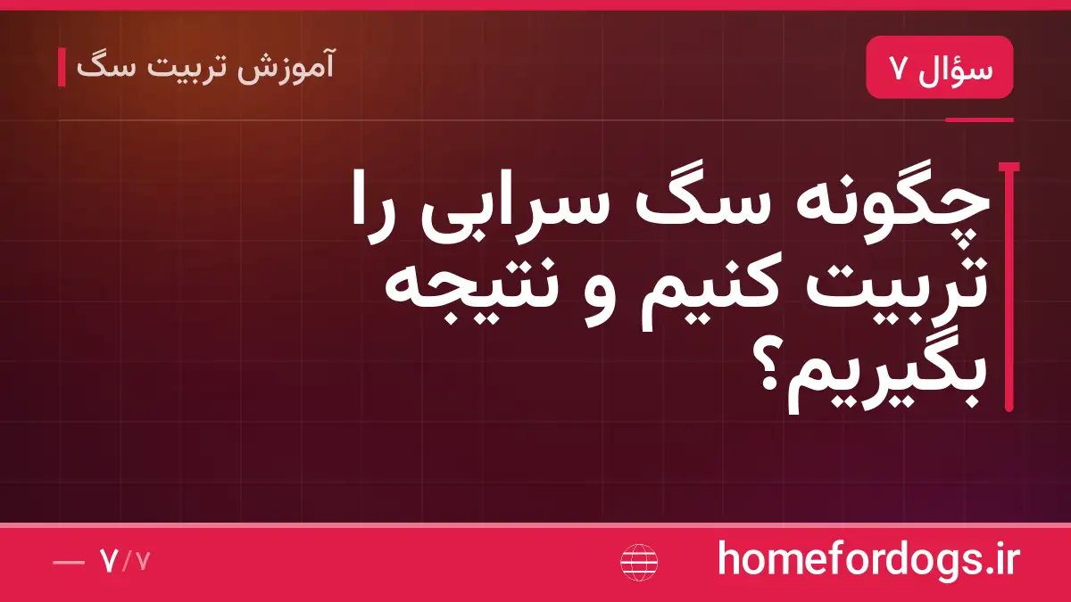 چگونه سگ سرابی را تربیت کنیم و نتیجه بگیریم؟