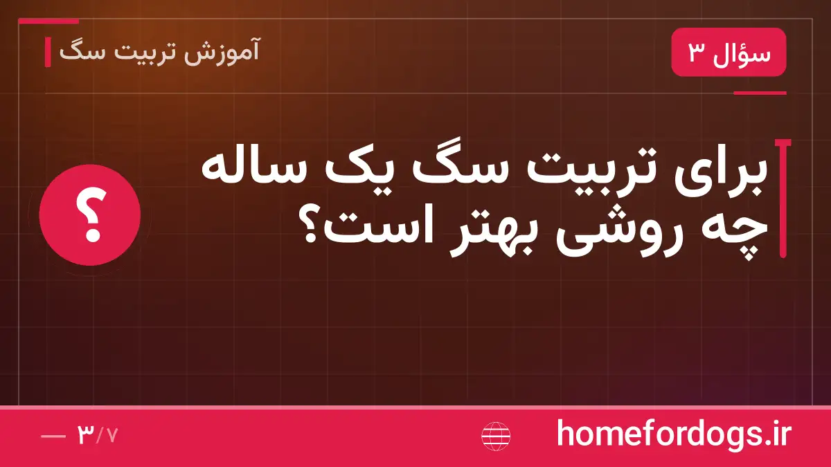 برای تربیت سگ یک ساله چه روشی بهتر است؟