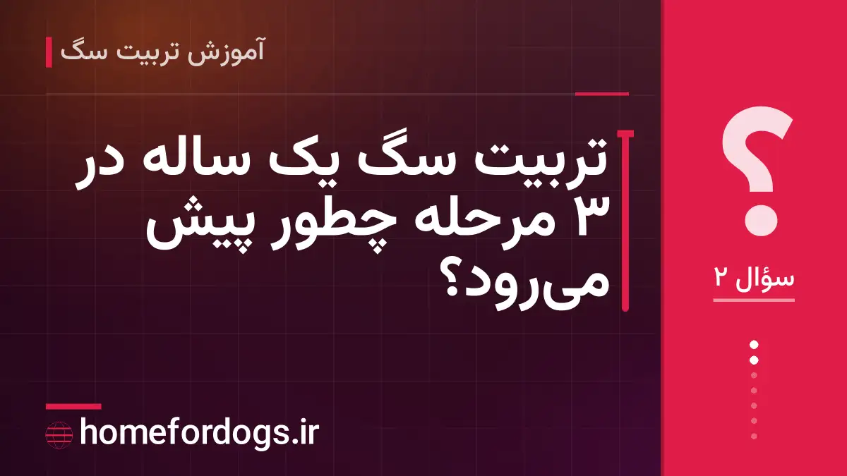 تربیت سگ یک ساله در ۳ مرحله چطور پیش میرود؟