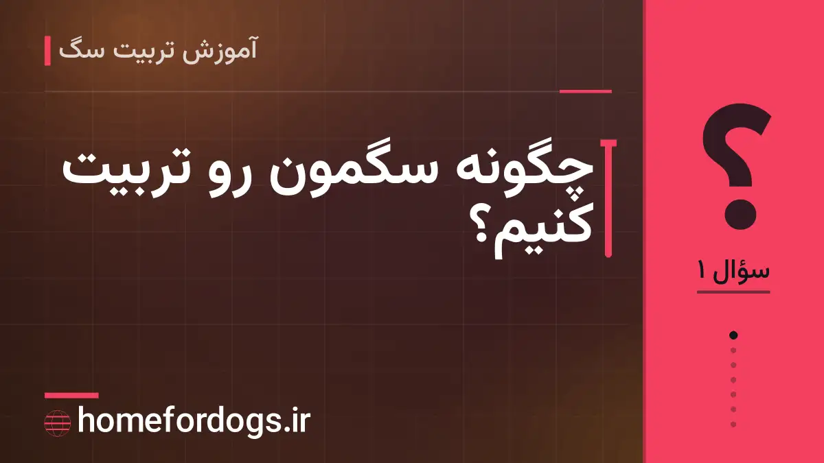 چگونه سگمون رو تربیت کنیم؟