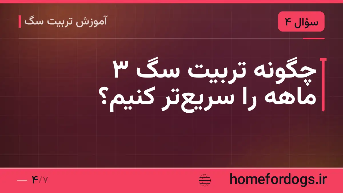 چگونه تربیت سگ ۳ ماهه را سریعتر کنیم؟