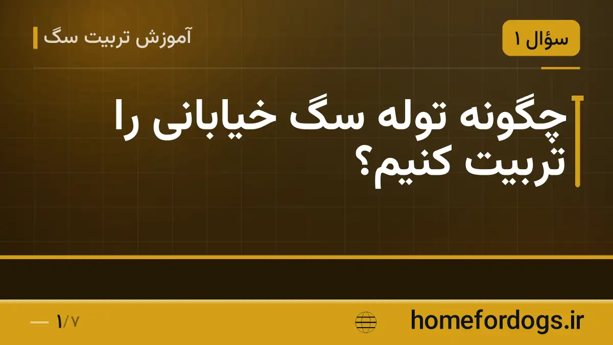 چگونه توله سگ خیابانی را تربیت کنیم؟