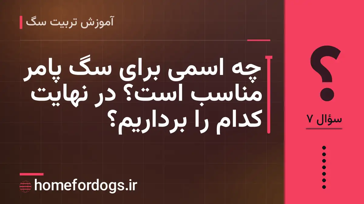 چه اسمی برای سگ پامر مناسب است؟ در نهایت کدام را برداریم؟