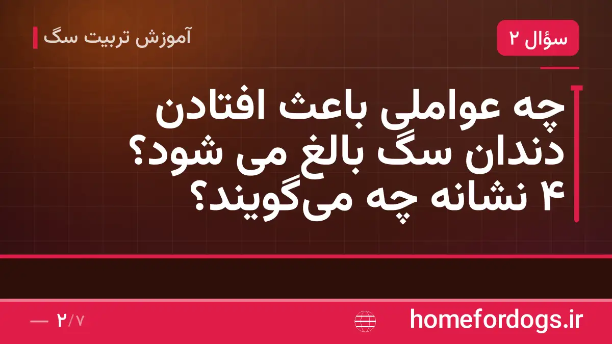 چه عواملی باعث افتادن دندان سگ بالغ می شود؟ ۴ نشانه چه می‌گویند؟