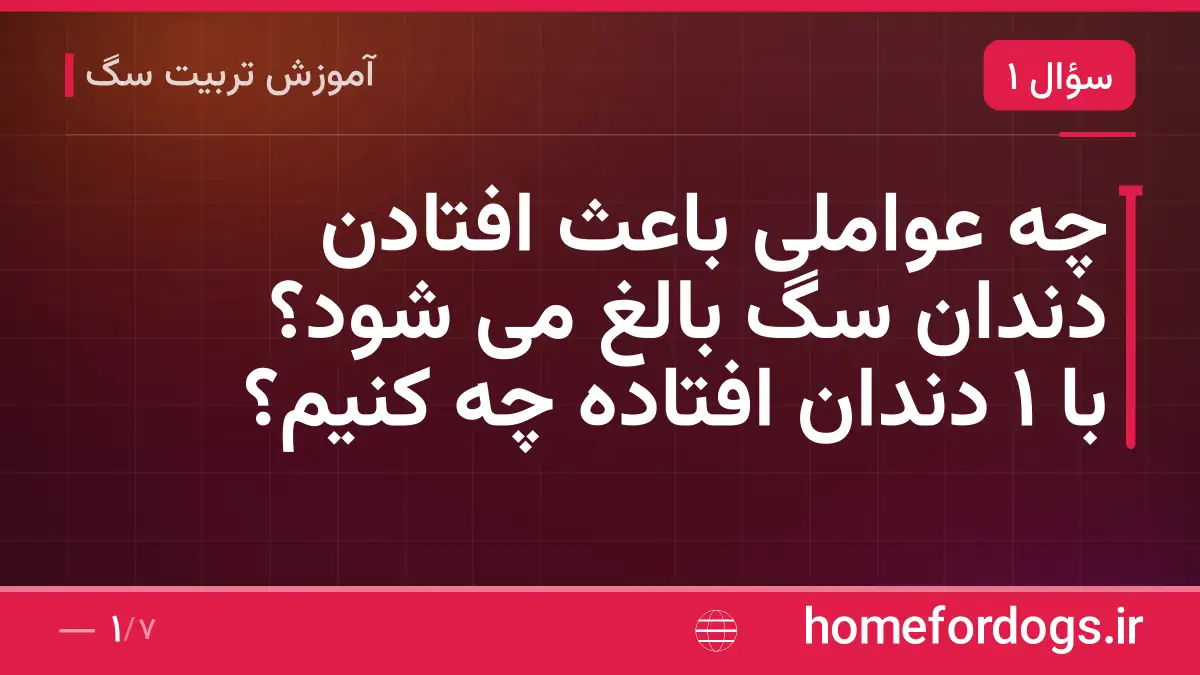چه عواملی باعث افتادن دندان سگ بالغ می شود؟ با ۱ دندان افتاده چه کنیم؟