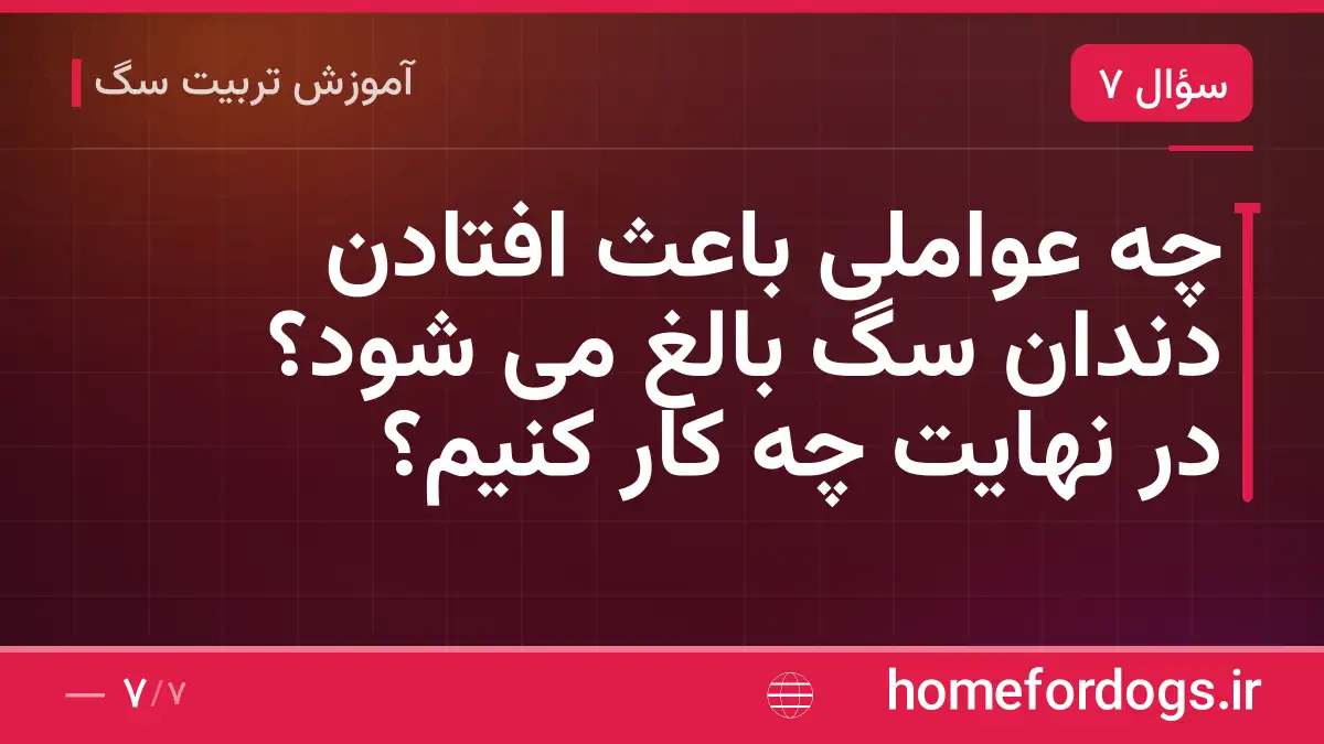 چه عواملی باعث افتادن دندان سگ بالغ می شود؟ در نهایت چه کار کنیم؟