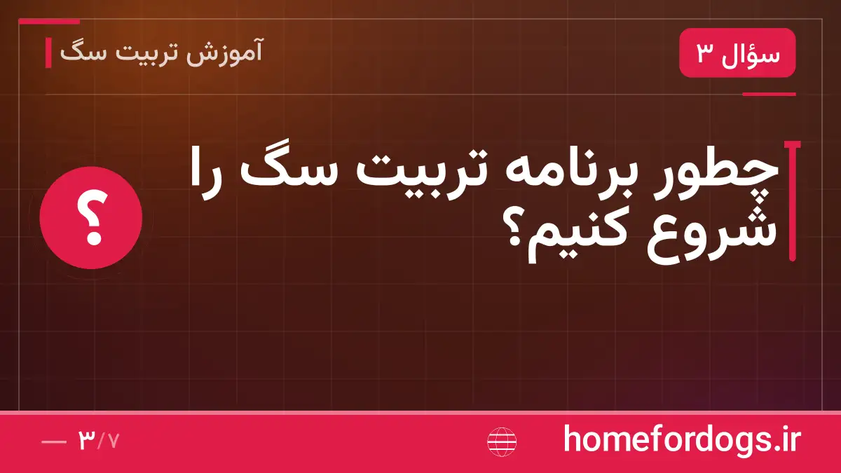 چطور برنامه تربیت سگ را شروع کنیم؟