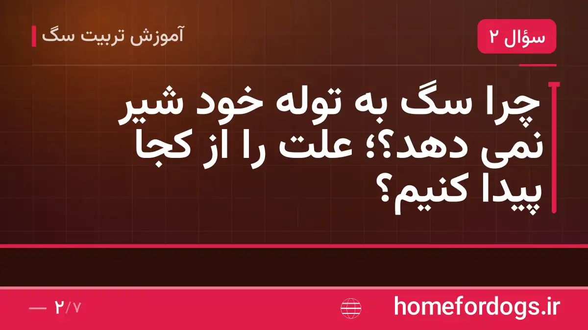 چرا سگ به توله خود شیر نمی دهد؟؛ علت را از کجا پیدا کنیم؟