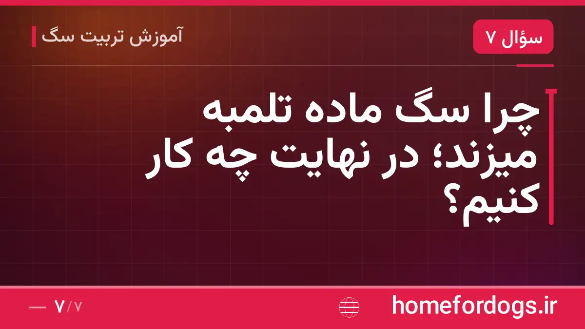 چرا سگ ماده تلمبه میزند؛ در نهایت چه کار کنیم؟