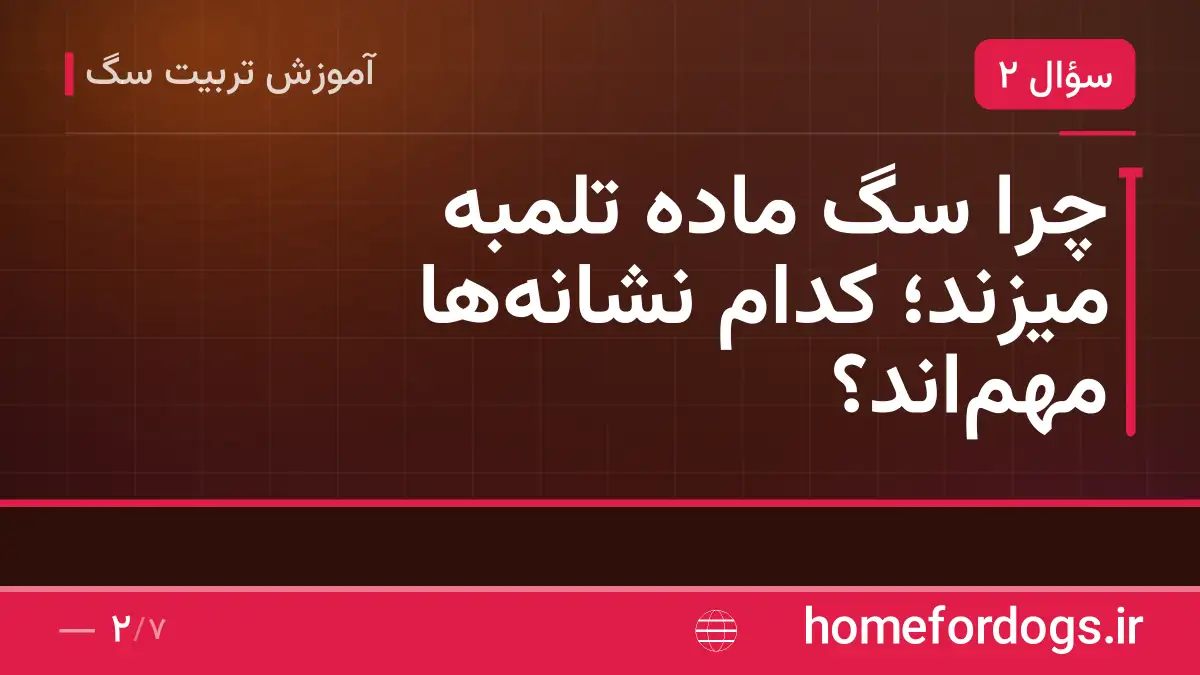 چرا سگ ماده تلمبه میزند؛ کدام نشانه‌ها مهم‌اند؟