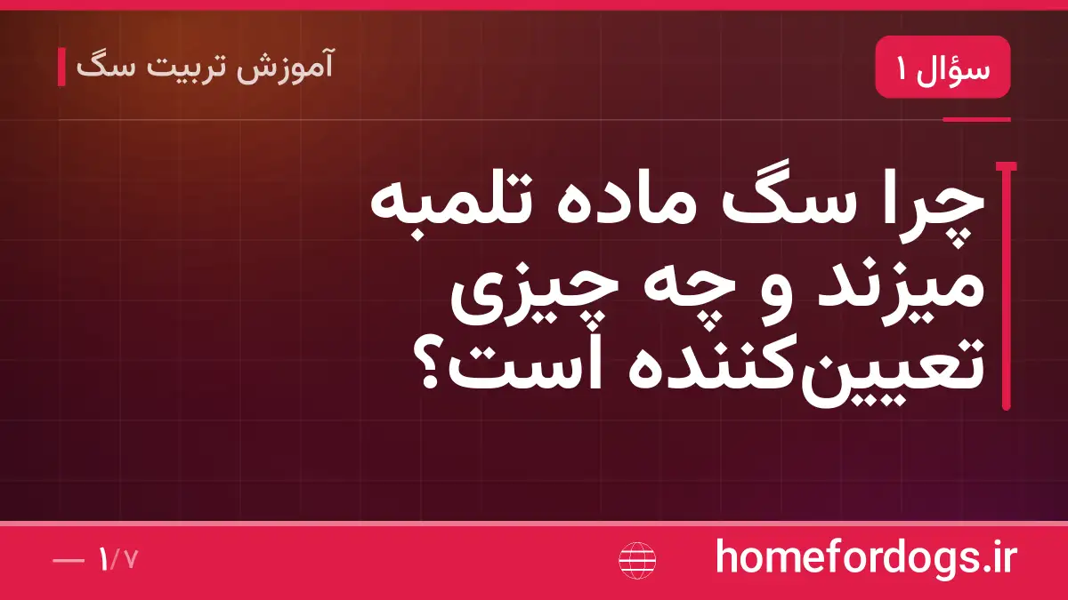 چرا سگ ماده تلمبه میزند و چه چیزی تعیین‌کننده است؟
