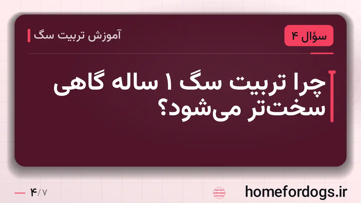 چرا تربیت سگ 1 ساله گاهی سختتر میشود؟