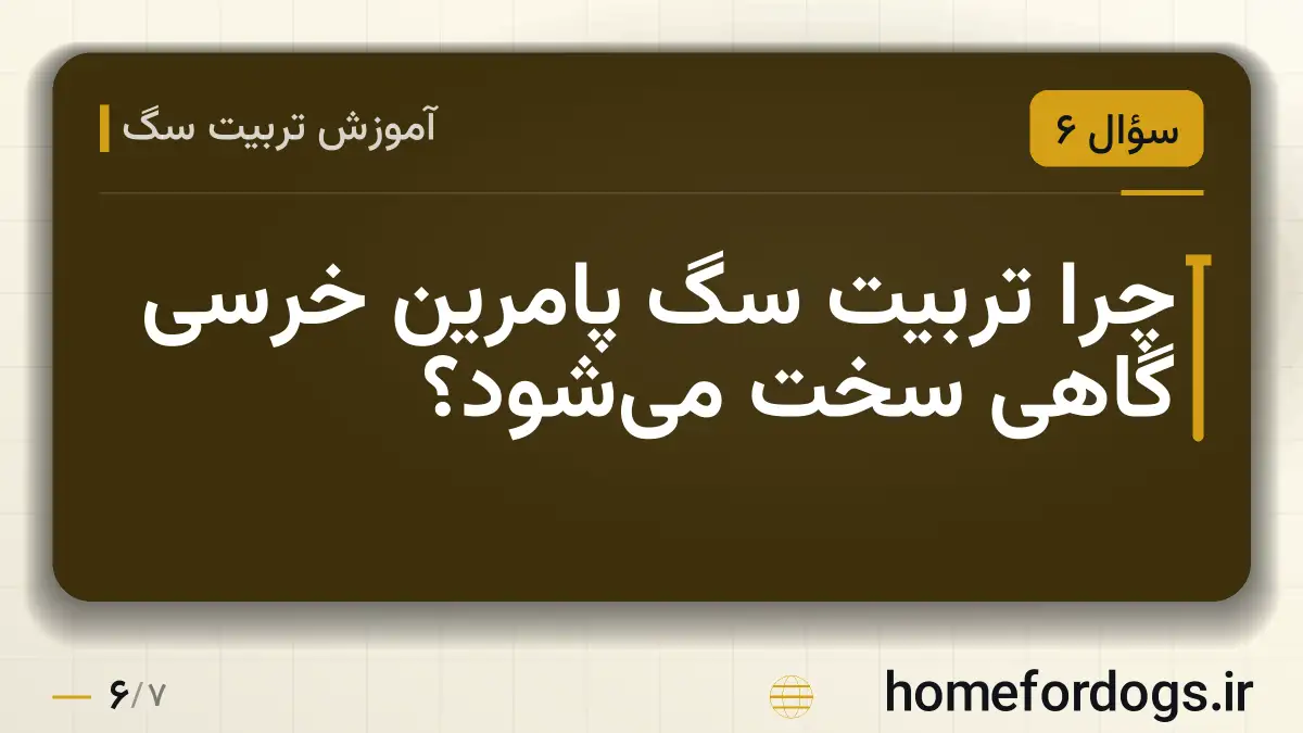 چرا تربیت سگ پامرین خرسی گاهی سخت می‌شود؟
