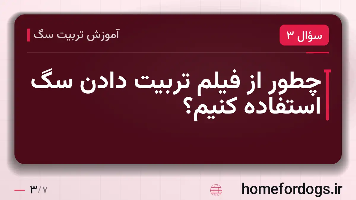 چطور از فیلم تربیت دادن سگ استفاده کنیم؟