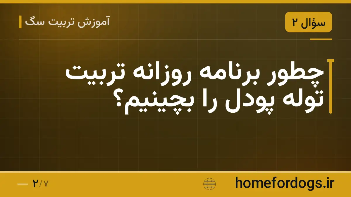 چطور برنامه روزانه تربیت توله پودل را بچینیم؟