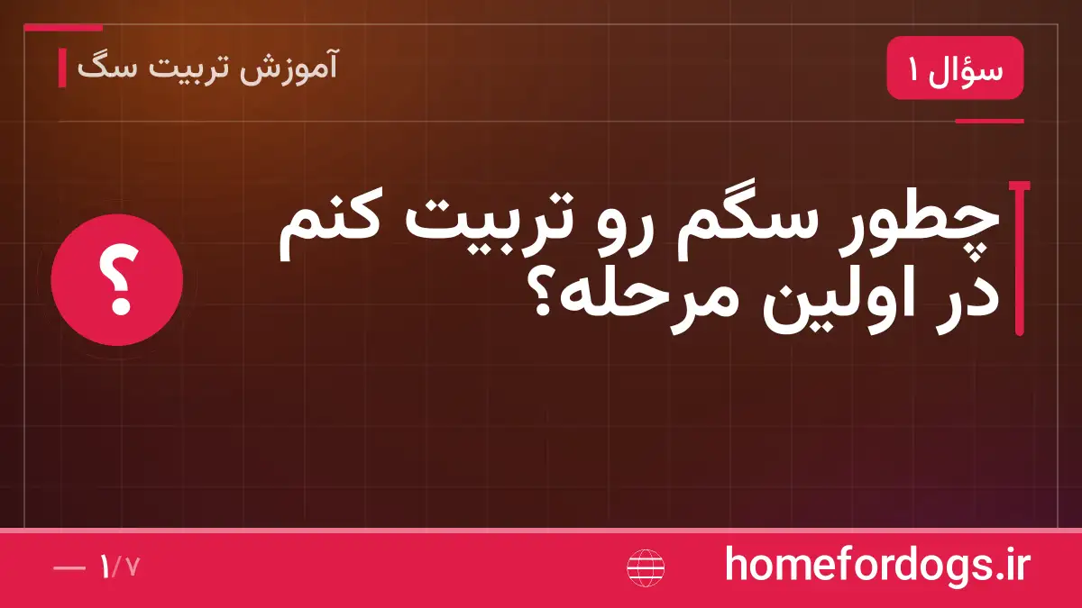 چطور سگم رو تربیت کنم در اولین مرحله؟