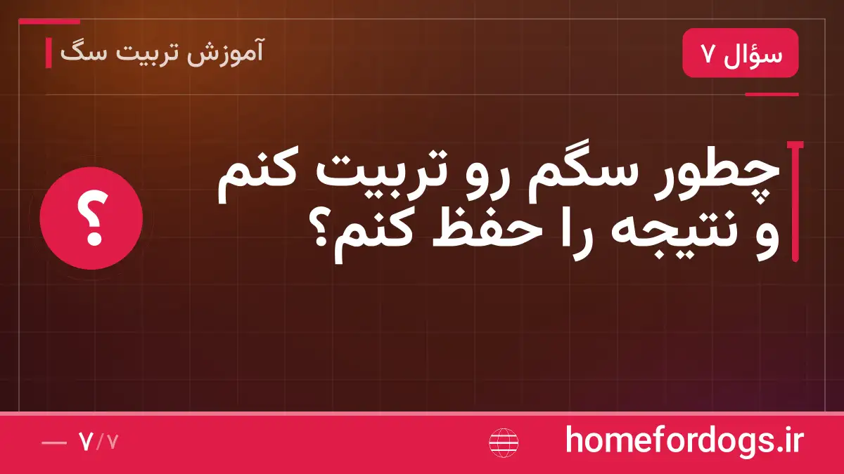 چطور سگم رو تربیت کنم و نتیجه را حفظ کنم؟