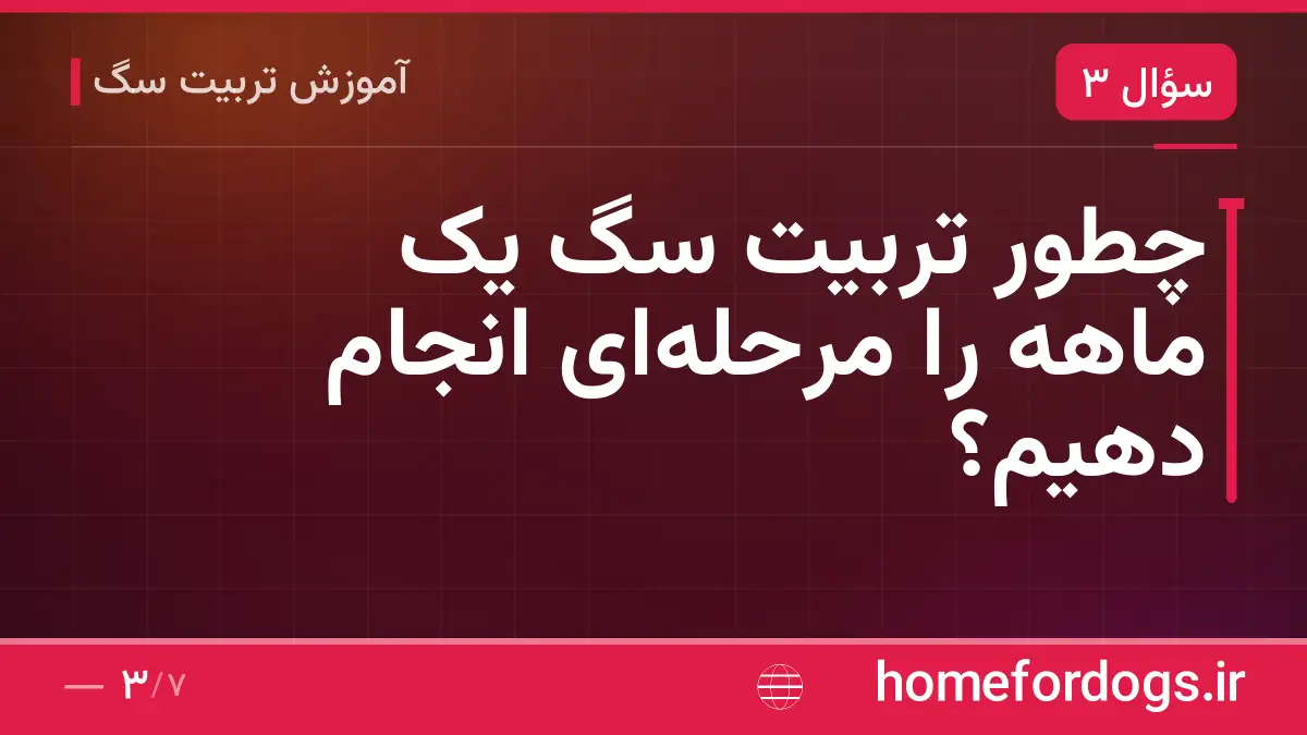 چطور تربیت سگ یک ماهه را مرحله‌ای انجام دهیم؟