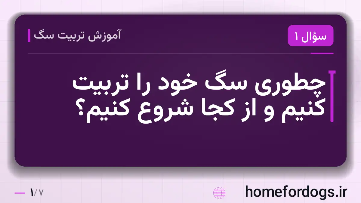 چطوری سگ خود را تربیت کنیم و از کجا شروع کنیم؟