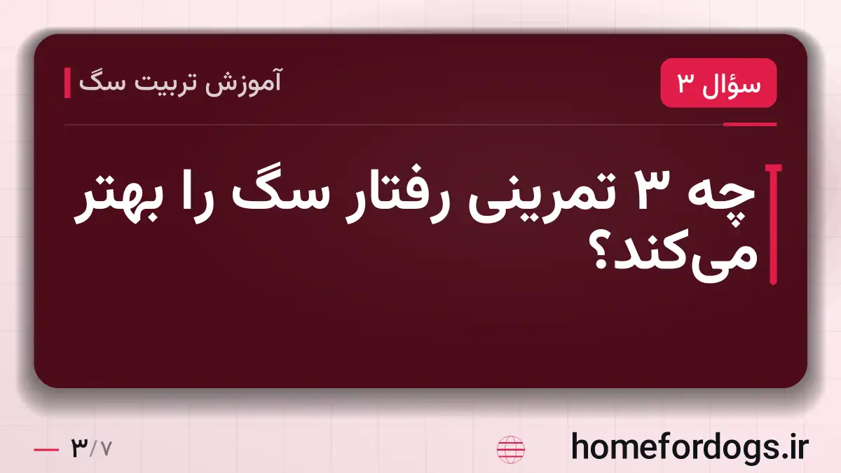 چه ۳ تمرینی رفتار سگ را بهتر می‌کند؟