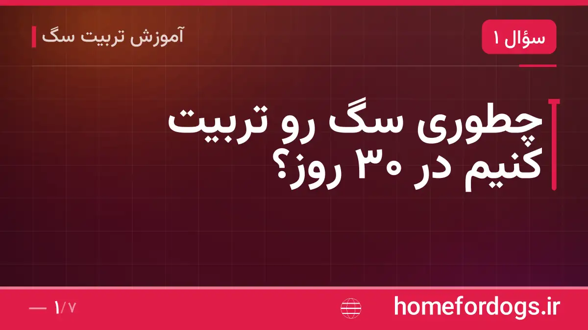 چطوری سگ رو تربیت کنیم در ۳۰ روز؟