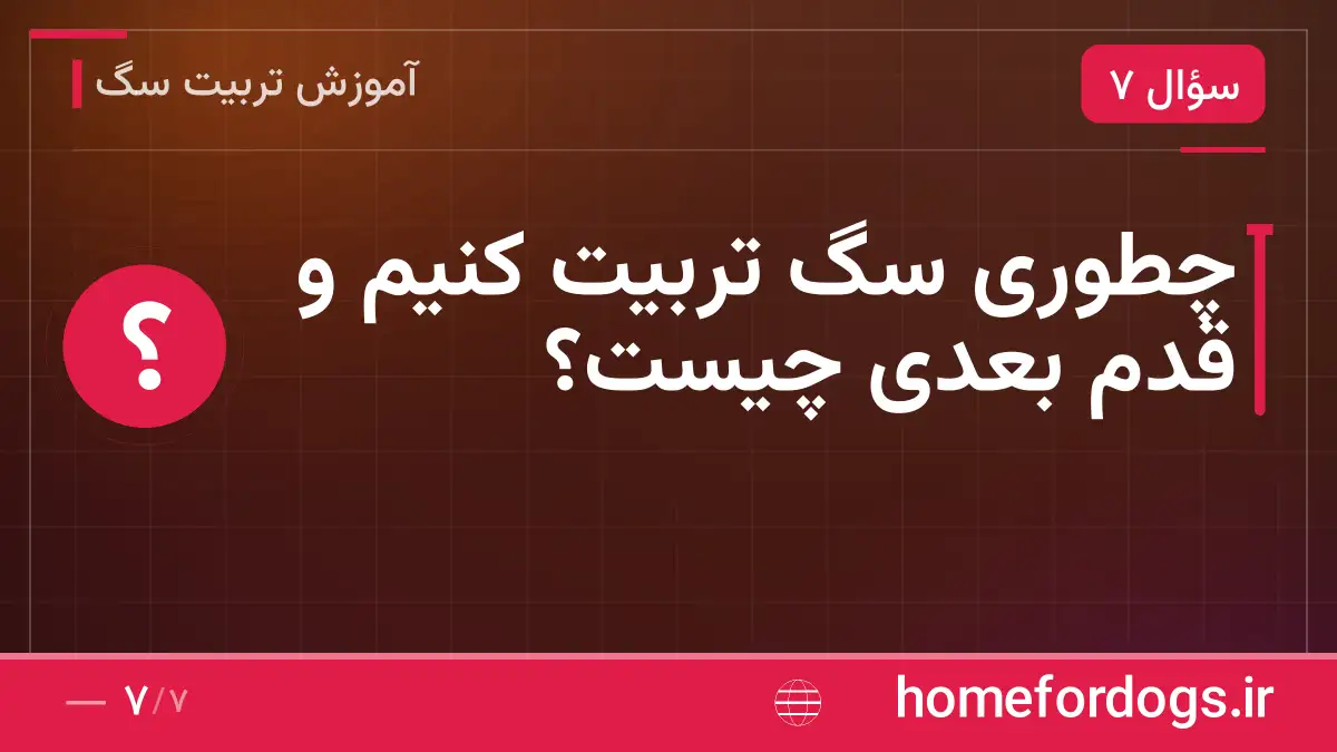 چطوری سگ تربیت کنیم و قدم بعدی چیست؟