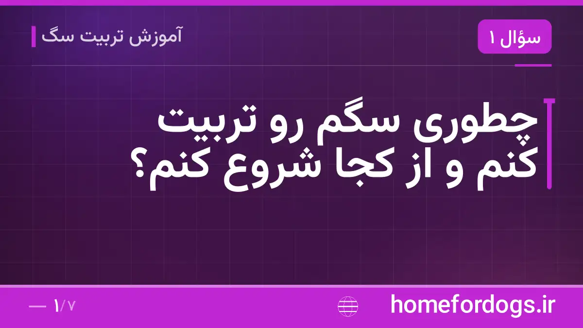 چطوری سگم رو تربیت کنم و از کجا شروع کنم؟