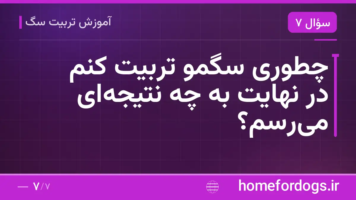 چطوری سگمو تربیت کنم در نهایت به چه نتیجهای میرسم؟