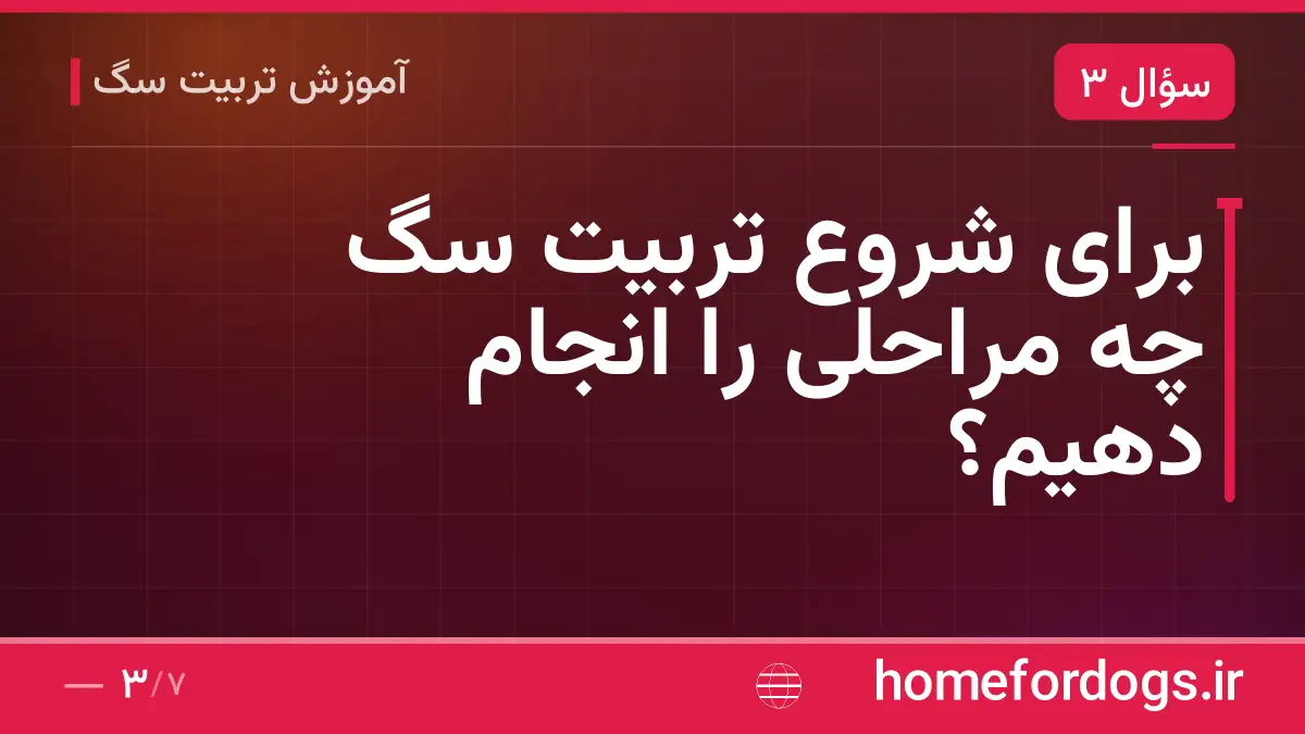برای شروع تربیت سگ چه مراحلی را انجام دهیم؟