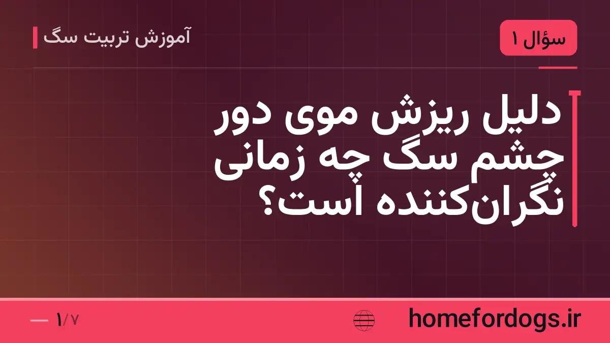 دلیل ریزش موی دور چشم سگ چه زمانی نگران‌کننده است؟