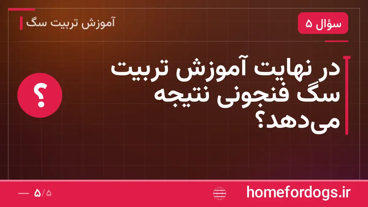 در نهایت آموزش تربیت سگ فنجونی نتیجه میدهد؟