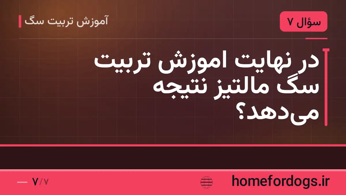 در نهایت اموزش تربیت سگ مالتیز نتیجه می‌دهد؟