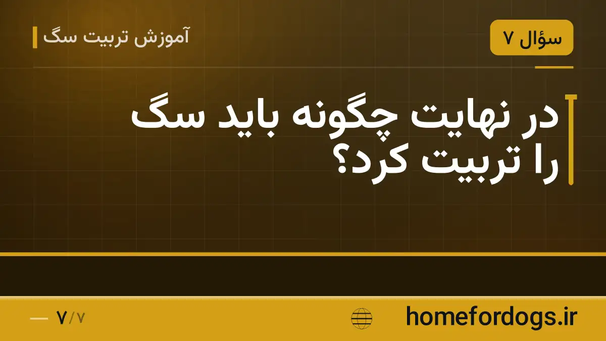 در نهایت چگونه باید سگ را تربیت کرد؟