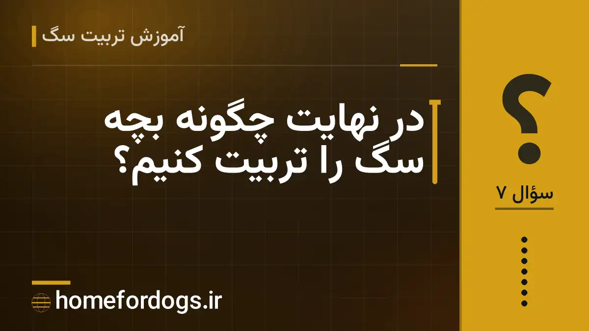 در نهایت چگونه بچه سگ را تربیت کنیم؟