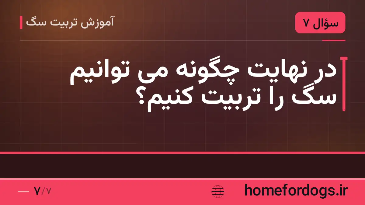 در نهایت چگونه می توانیم سگ را تربیت کنیم؟