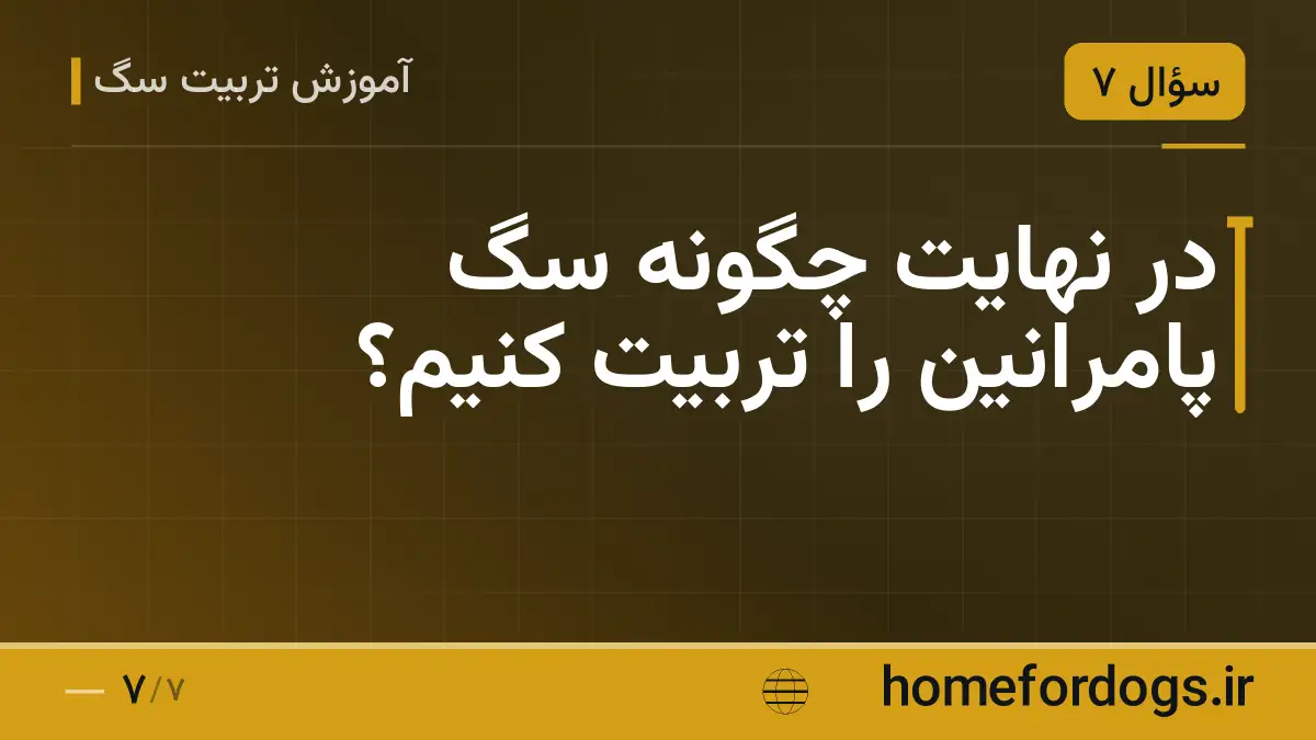 در نهایت چگونه سگ پامرانین را تربیت کنیم؟