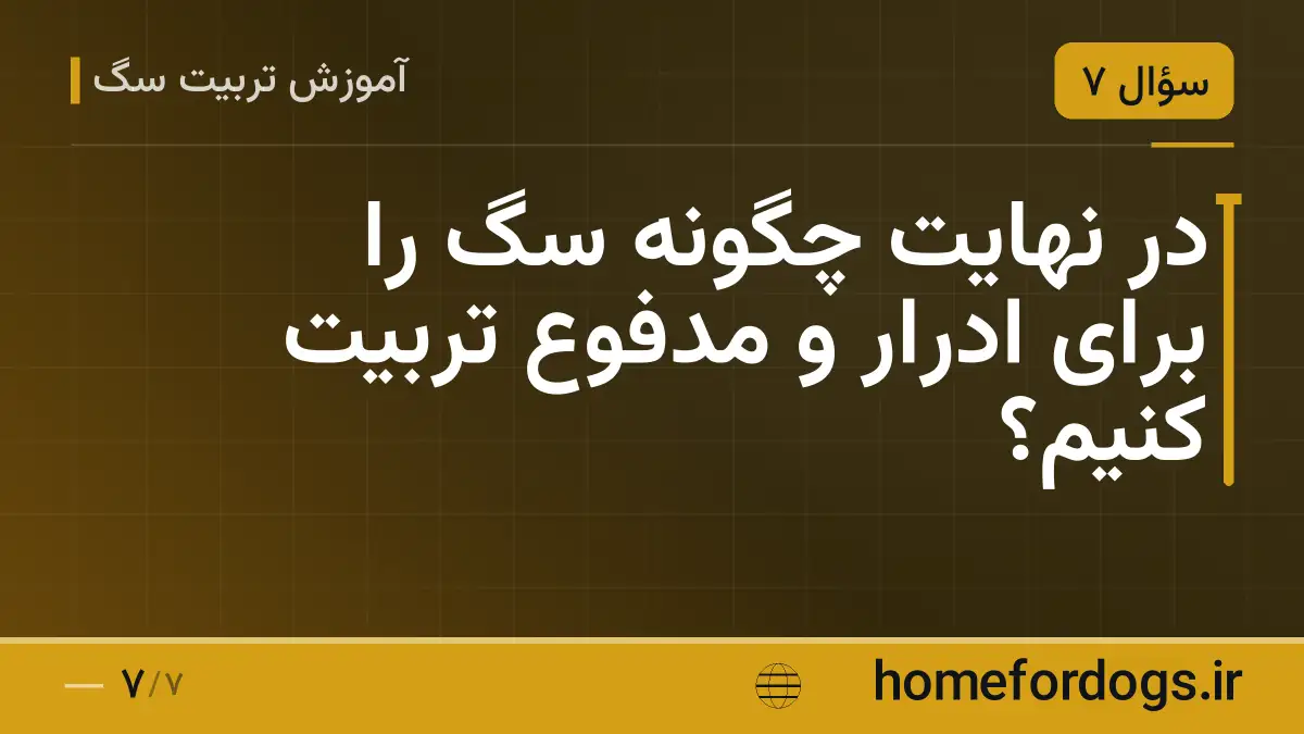 در نهایت چگونه سگ را برای ادرار و مدفوع تربیت کنیم؟