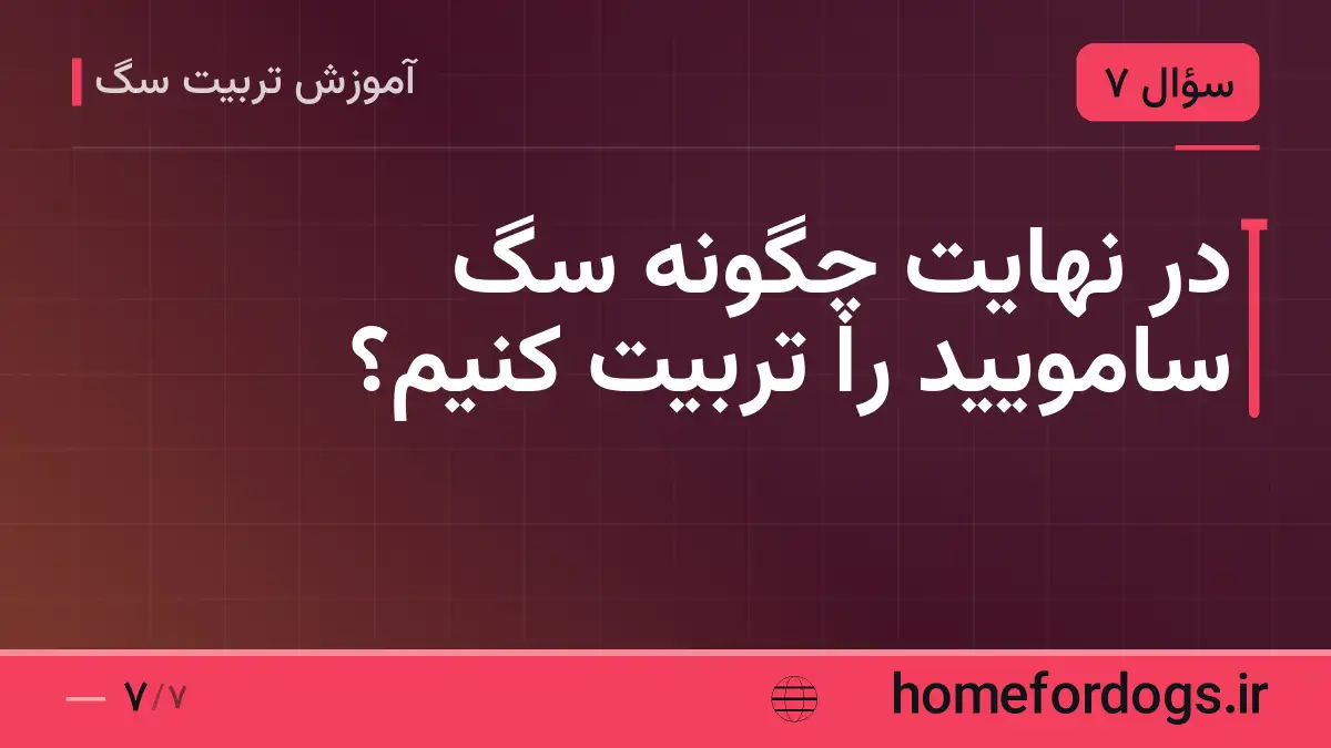 در نهایت چگونه سگ سامویید را تربیت کنیم؟