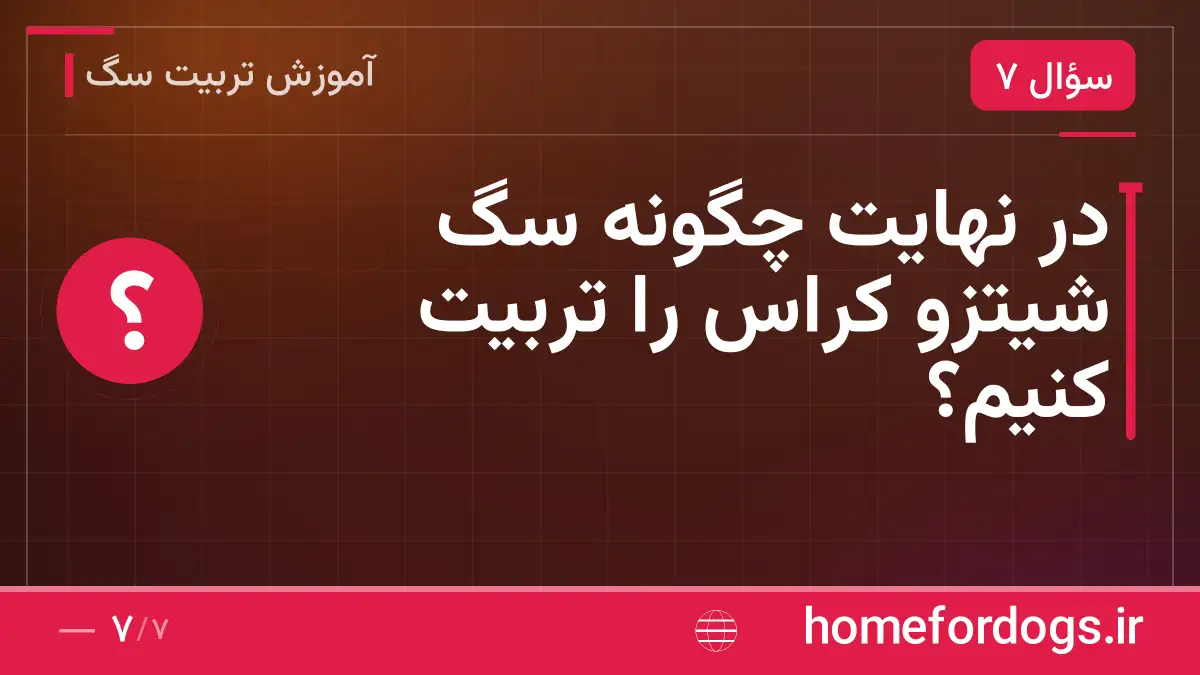 در نهایت چگونه سگ شیتزو کراس را تربیت کنیم؟