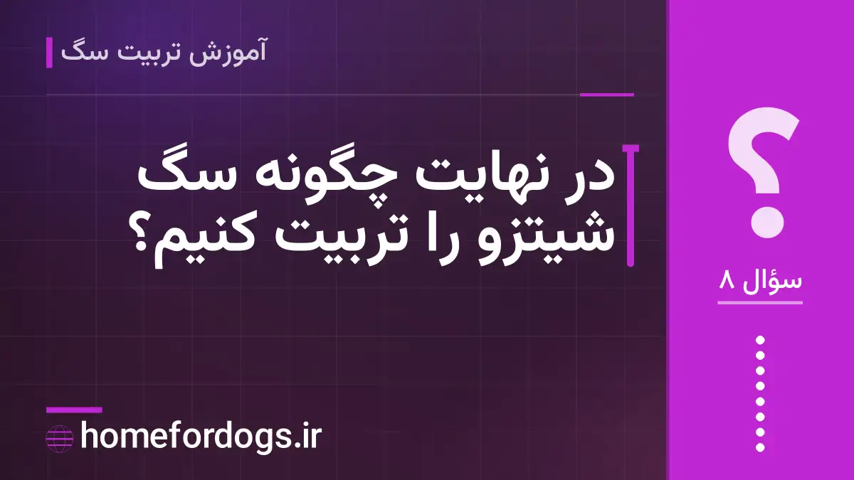 در نهایت چگونه سگ شیتزو را تربیت کنیم؟
