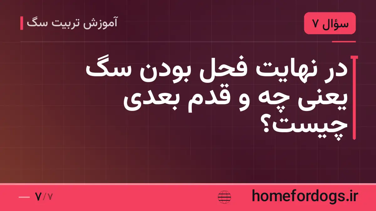 در نهایت فحل بودن سگ یعنی چه و قدم بعدی چیست؟
