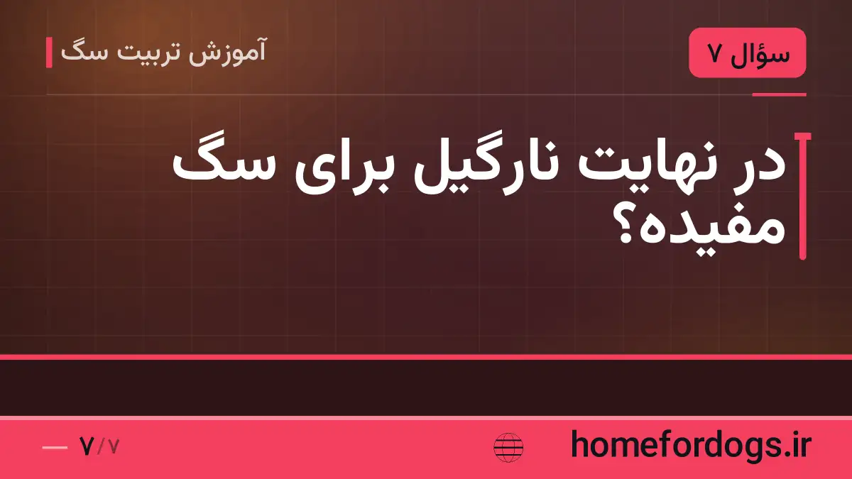 در نهایت نارگیل برای سگ مفیده؟