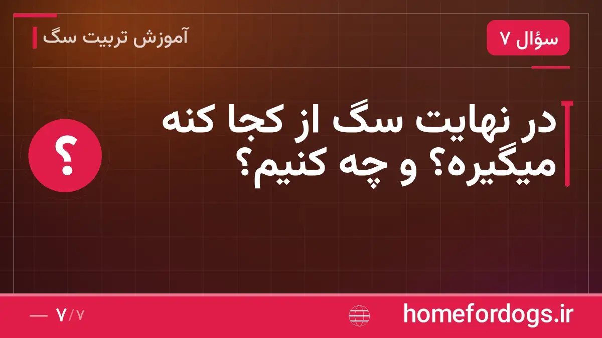 در نهایت سگ از کجا کنه میگیره؟ و چه کنیم؟