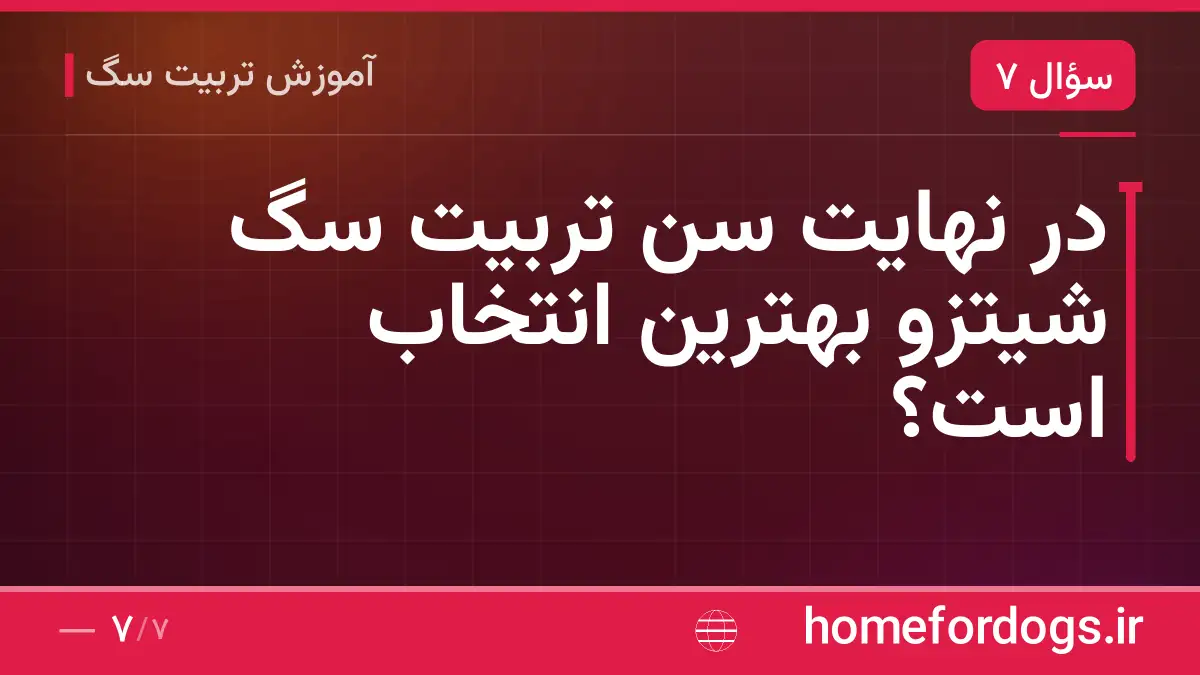 در نهایت سن تربیت سگ شیتزو بهترین انتخاب است؟