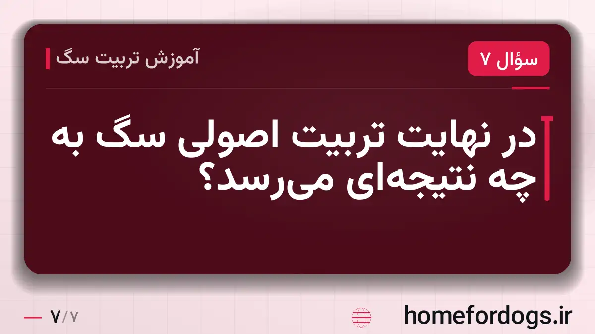 در نهایت تربیت اصولی سگ به چه نتیجهای میرسد؟