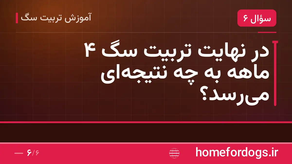 در نهایت تربیت سگ ۴ ماهه به چه نتیجهای میرسد؟