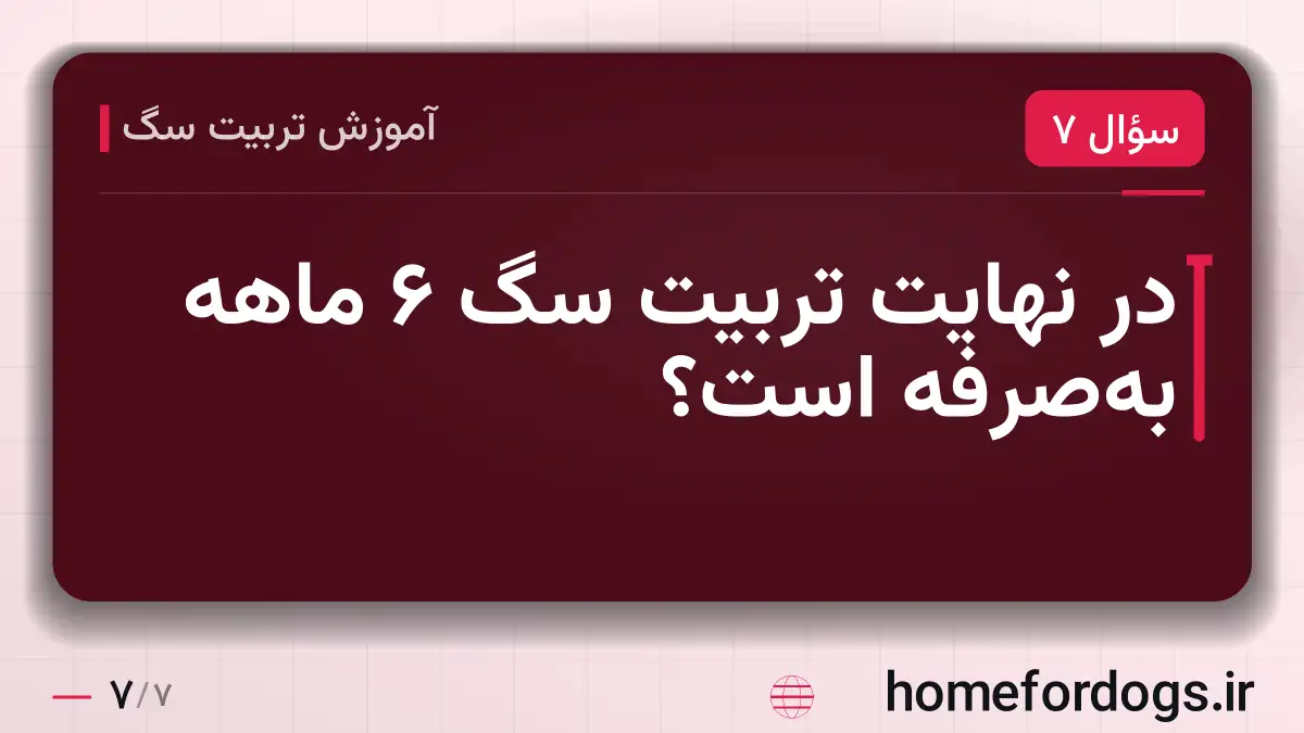 در نهایت تربیت سگ ۶ ماهه به‌صرفه است؟