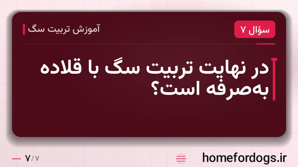در نهایت تربیت سگ با قلاده به‌صرفه است؟